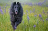 Groenendaeler Dogs Ras: Karakter, Levensduur & Prijs | Puppyplaats