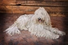 Komondor Dogs Breed - Information, Temperament, Size & Price | Pets4Homes