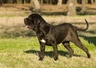 Neapolitan Mastiff Dogs Breed | Facts, Information and Advice | Pets4Homes