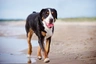 Velký švýcarský salašnický pes Dogs Informace - velikost, povaha, délka života & cena | iFauna