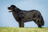 Novofundlandský pes Dogs Informace - velikost, povaha, délka života & cena | iFauna