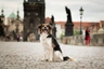 Český strakatý pes Dogs Informace - velikost, povaha, délka života & cena | iFauna