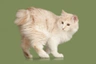 Kurilean Bobtail de Pelo Corto Cats Raza | Datos, Aspectos destacados y Consejos de compra | MundoAnimalia