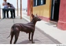 Perro Sin Pelo de Perú Dogs Raza - Características, Fotos & Precio | MundoAnimalia