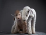 Bedlington teriér Dogs Informace - velikost, povaha, délka života & cena | iFauna