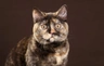 British Shorthair Cats Breed | Facts, Information and Advice | Pets4Homes
