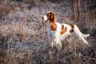 Irský červenobílý setr Dogs Informace - velikost, povaha, délka života & cena | iFauna