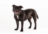 Staffordshire Bull Terrier Dogs Breed - Information, Temperament, Size & Price | Pets4Homes