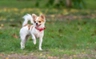 Čivava Dogs Informace - velikost, povaha, délka života & cena | iFauna