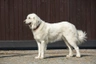 Pyrenejský horský pes Dogs Informace - velikost, povaha, délka života & cena | iFauna