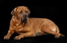 Tosa Dogs Ras: Karakter, Levensduur & Prijs | Puppyplaats