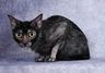 Lykoi Cats Informace - velikost, povaha, délka života & cena | iFauna
