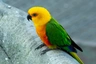 Aratinga jendaj Birds Informace - velikost, povaha, délka života & cena | iFauna