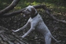 Braco del Bourbonnais Dogs Raza - Características, Fotos & Precio | MundoAnimalia