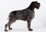 Korthals Griffon Dogs Breed | Facts, Information and Advice | Pets4Homes