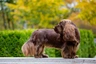 Sussex Spaniel Dogs Raza | Datos, Aspectos destacados y Consejos de compra | MundoAnimalia