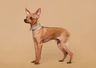 Russian Toy Terrier Dogs Breed | Facts, Information and Advice | Pets4Homes