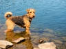 Airedale Terrier Dogs Raza - Características, Fotos & Precio | MundoAnimalia