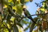 Pyrura šedoprsý Birds Informace - velikost, povaha, délka života & cena | iFauna