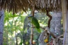 Amazoňan fialovotemenný Birds Plemeno / Druh: Povaha, Délka života & Cena | iFauna