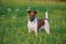 Foxteriér hladkosrstý Dogs Informace - velikost, povaha, délka života & cena | iFauna