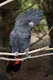 Kakadu havraní Birds Informace - velikost, povaha, délka života & cena | iFauna