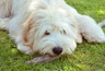 Pyrenean Sheepdog Dogs Breed | Facts, Information and Advice | Pets4Homes