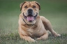 Perro de Presa Mallorquin Dogs Informace - velikost, povaha, délka života & cena | iFauna