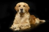 Zlatý retrívr Dogs Informace - velikost, povaha, délka života & cena | iFauna