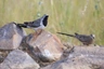 Holoubek kapský Birds Informace - velikost, povaha, délka života & cena | iFauna