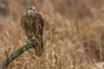 Raroh velký Birds Informace - velikost, povaha, délka života & cena | iFauna