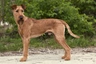 Irish Terrier Dogs Breed - Information, Temperament, Size & Price | Pets4Homes