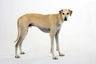 Sloughi Dogs Informace - velikost, povaha, délka života & cena | iFauna