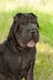 Shar Pei Dogs Breed - Information, Temperament, Size & Price | Pets4Homes