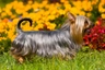 Australský silky teriér Dogs Informace - velikost, povaha, délka života & cena | iFauna