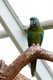 Ara horský Birds Informace - velikost, povaha, délka života & cena | iFauna