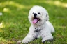 Bichon Frisé Dogs Ras: Karakter, Levensduur & Prijs | Puppyplaats