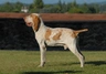 Bracco Italiano Dogs Breed - Information, Temperament, Size & Price | Pets4Homes