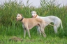 Greyhound Ras | Feiten & Karekter | Puppyplaats
