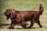 Sussex Spaniel Dogs Raza - Características, Fotos & Precio | MundoAnimalia