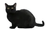 Bombay Cats Breed | Facts, Information and Advice | Pets4Homes