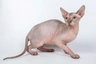 Sphynx Cats Raza - Características, Fotos & Precio | MundoAnimalia