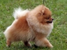 Volpino Pomerania Dogs Razza | Carattere, Prezzo, Cuccioli, Cure e Consigli | AnnunciAnimali