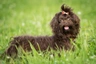 Ruská barevná bolonka Dogs Informace - velikost, povaha, délka života & cena | iFauna