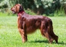 Irish Setter Dogs Breed | Facts, Information and Advice | Pets4Homes