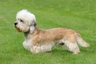 Dandie Dinmont Terrier Dogs Raza | Datos, Aspectos destacados y Consejos de compra | MundoAnimalia