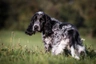 Anglický kokršpaněl Dogs Informace - velikost, povaha, délka života & cena | iFauna