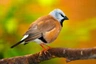 Pásovník krátkoocasý Birds Plemeno / Druh: Povaha, Délka života & Cena | iFauna