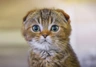 Scottish Fold Cats Breed | Facts, Information and Advice | Pets4Homes