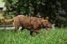Chesapeake Bay Retriever Dogs Ras: Karakter, Levensduur & Prijs | Puppyplaats
